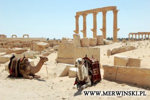 palmyra-01