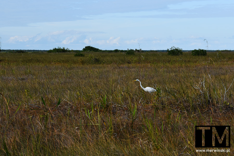 Ptak żyjący na lagunie Sian Kaan na Jukatanie