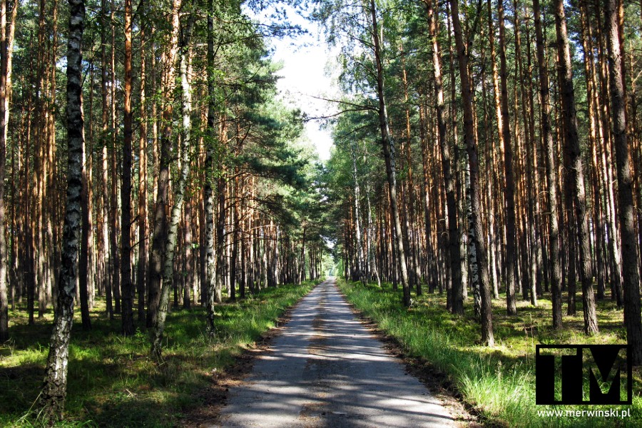 Droga leśna DAG Alfred Nobel w Krzystkowicach