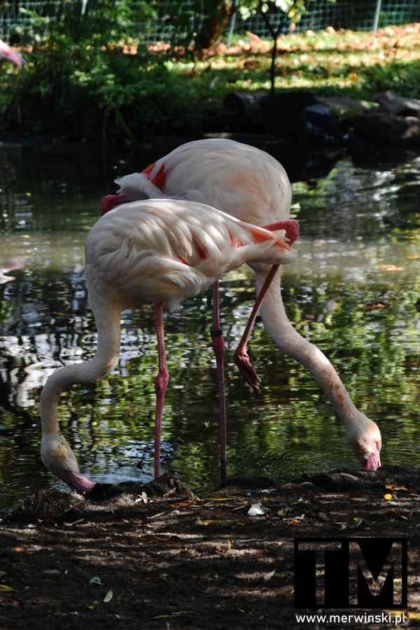 Flamingi we wrocławskim ogrodzie zoologicznym