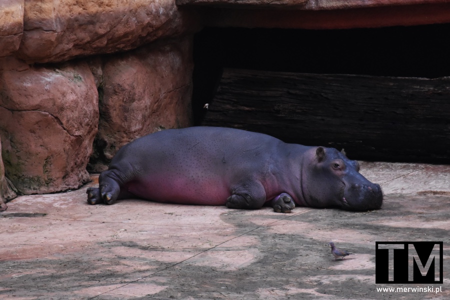 Hipopotam w Afrykarium we Wrocławiu