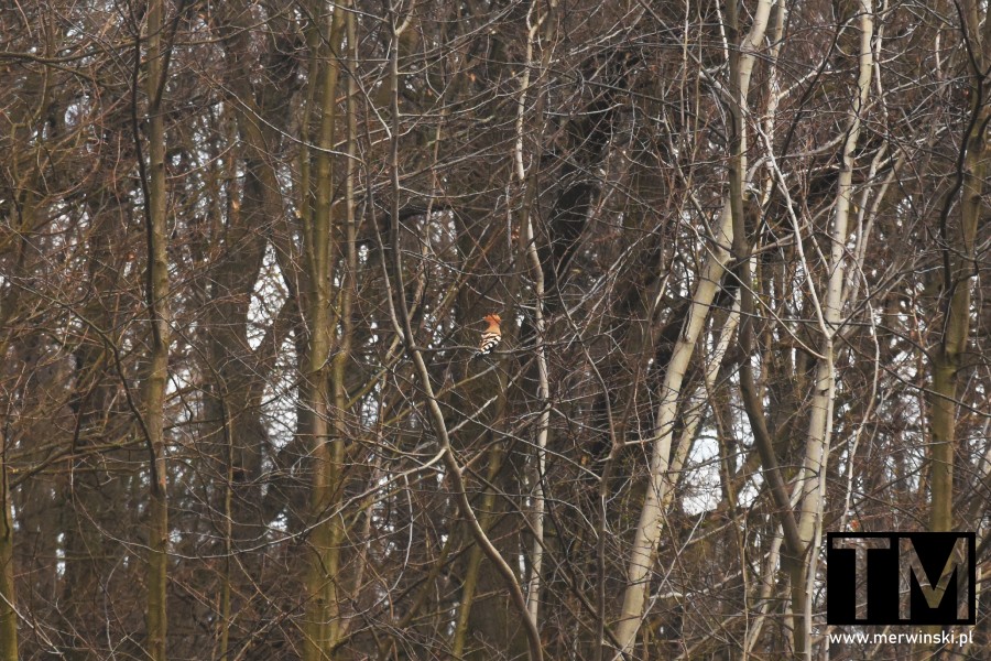 Ptak dudek pośród drzew w Cichej Dolinie