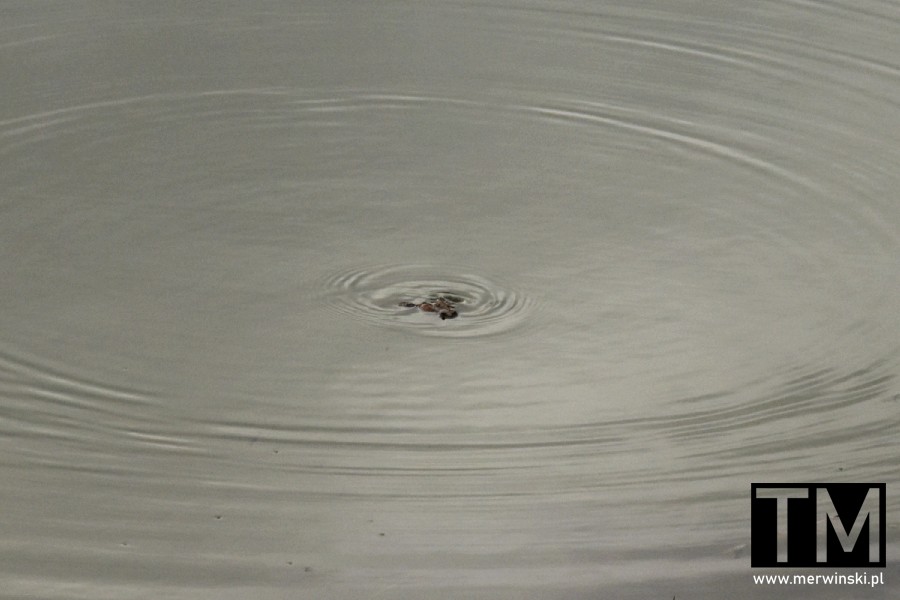 Żaba płynąca w wodzie Żwirowni w Cichej Dolinie