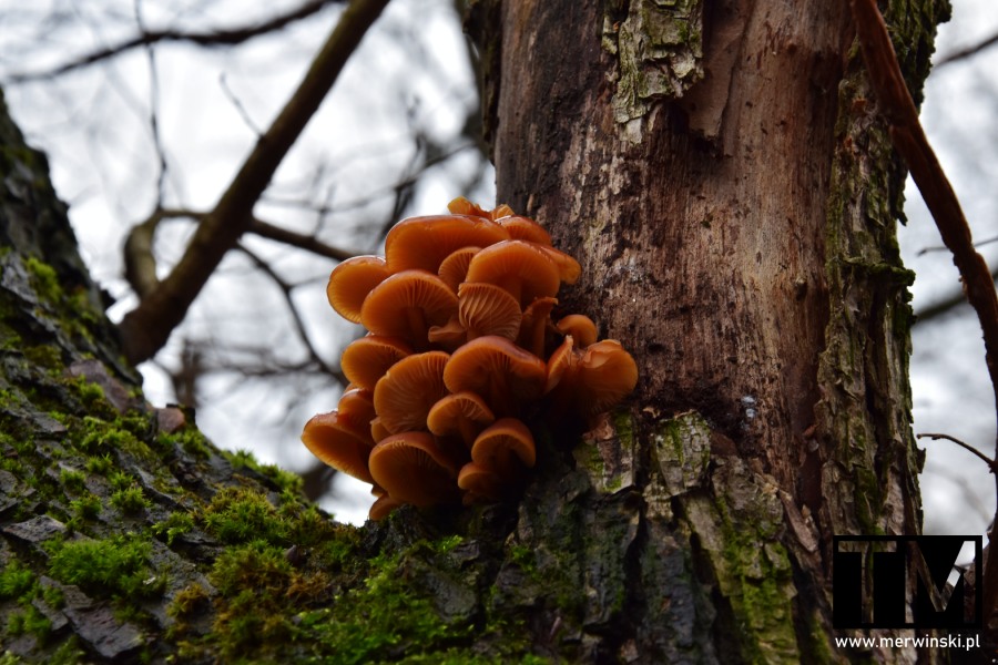 Pomarańczowe grzyby na drzewie, Dolina Bystrzycy