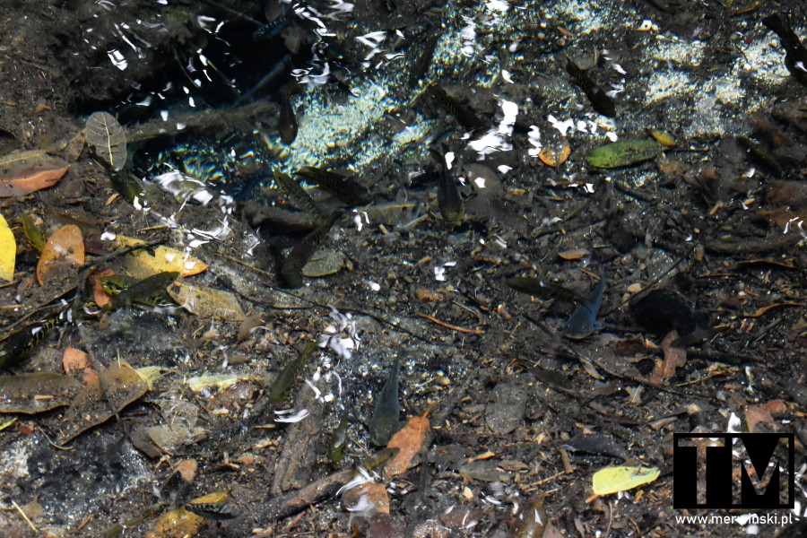 Ryby w oczku wodnym w meksykańskiej dżungli