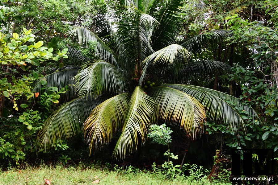 Palma na Jukatanie