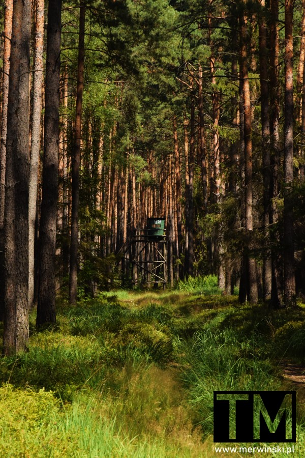 Ambona w lesie na Dolnym Śląsku