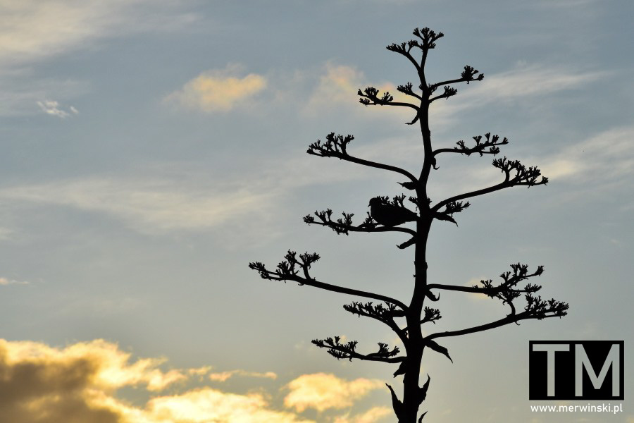 Ptak na drzewie w Benalmádenie na Costa del Sol