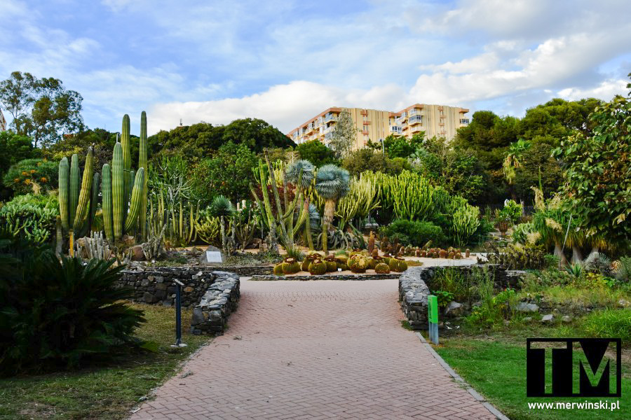 Kaktusy w parku miejskim w Benalmádenie