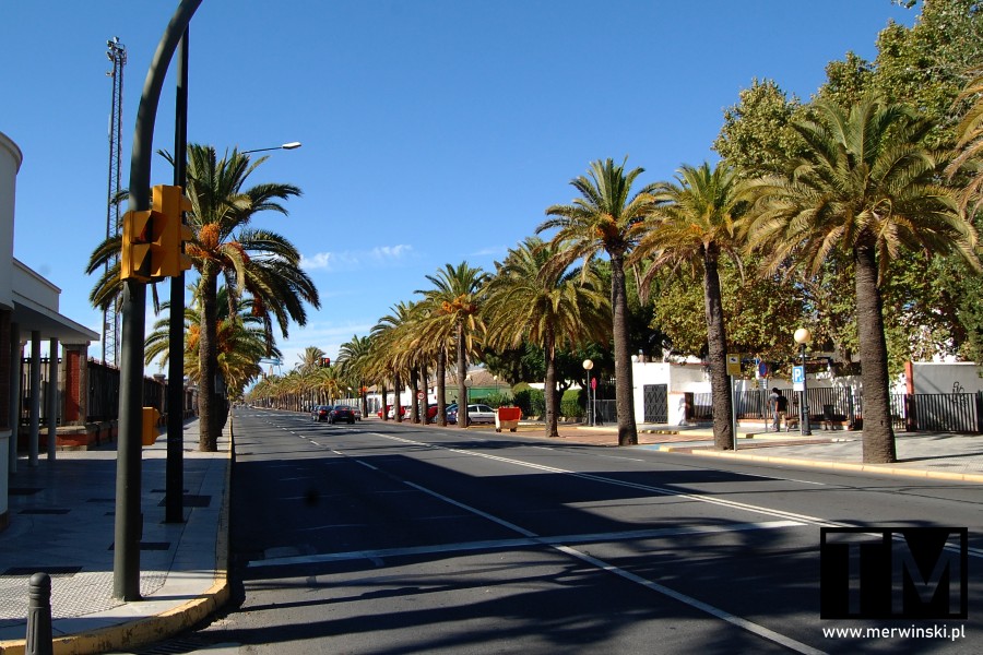 Palmy wzdłuż drogi w Huelvie w Andaluzji