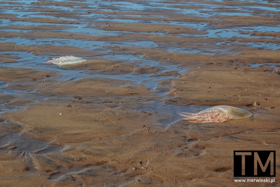 Meduzy na plaży w Hiszpanii na Isla Canela