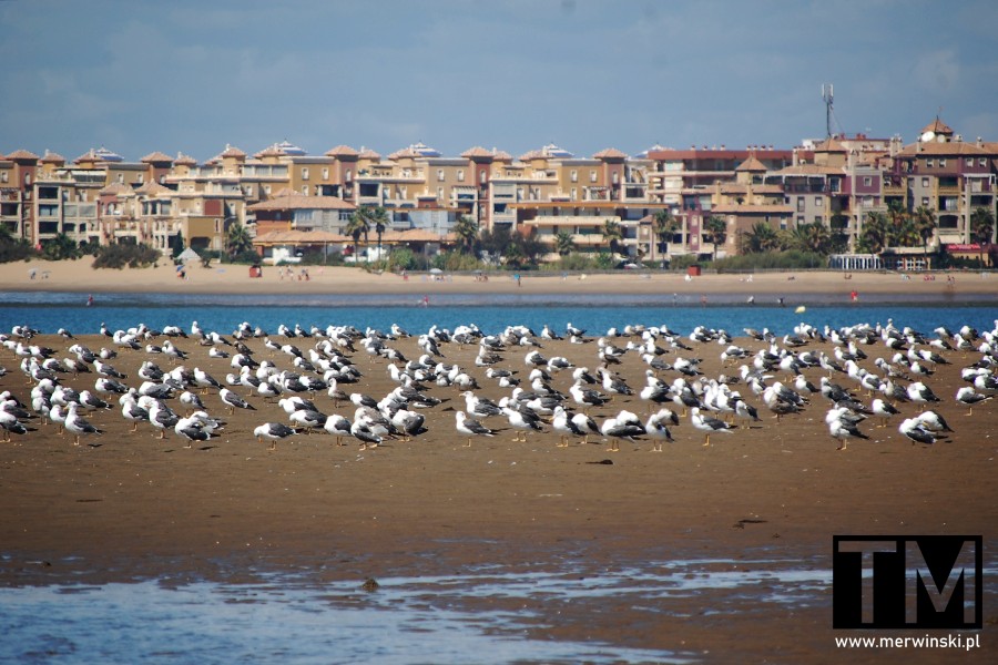 Ptaki, plaże i hotele Isla Canela