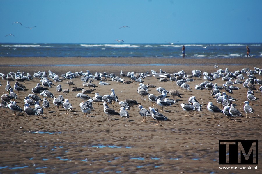 Ptaki na plaży na Isla Canela - wybrzeże Costa del Sol