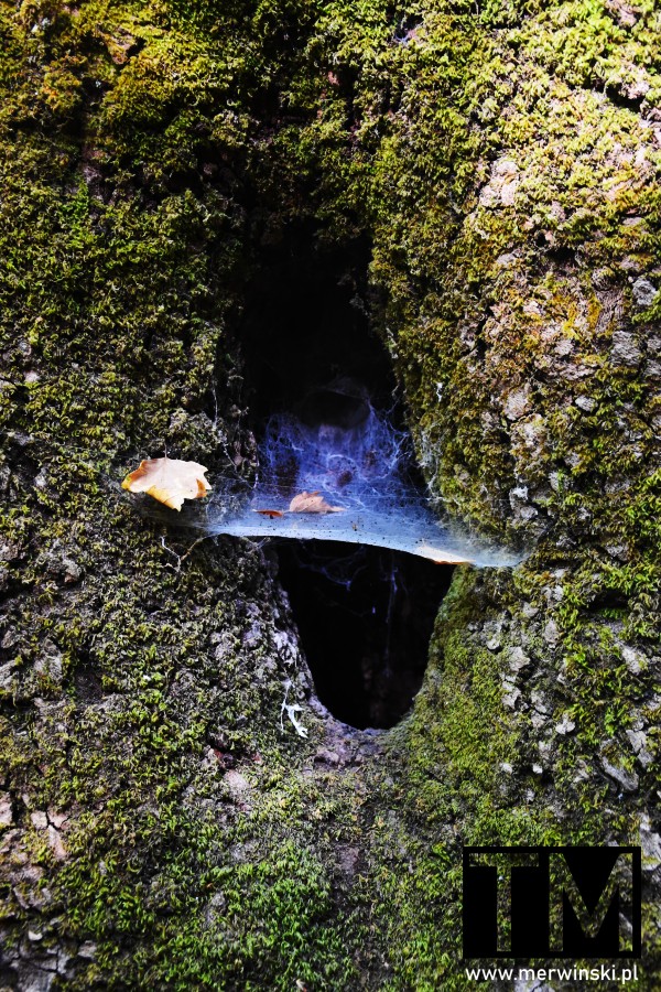 Pajęczyna w szczelinie skalnej na Rodos (Dolina Motyli)