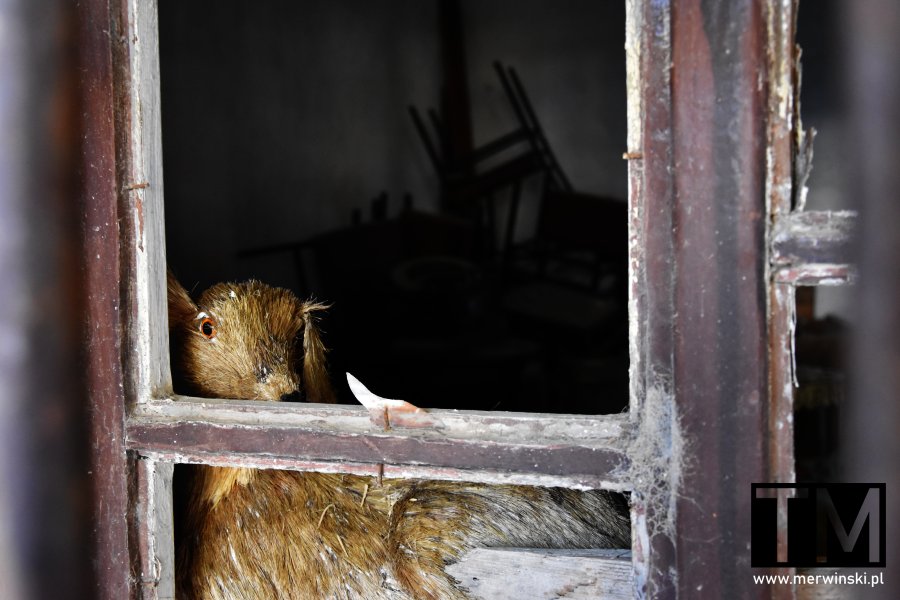 Wypchane zwierzę w oknie szpitala gruźliczego na Rodos