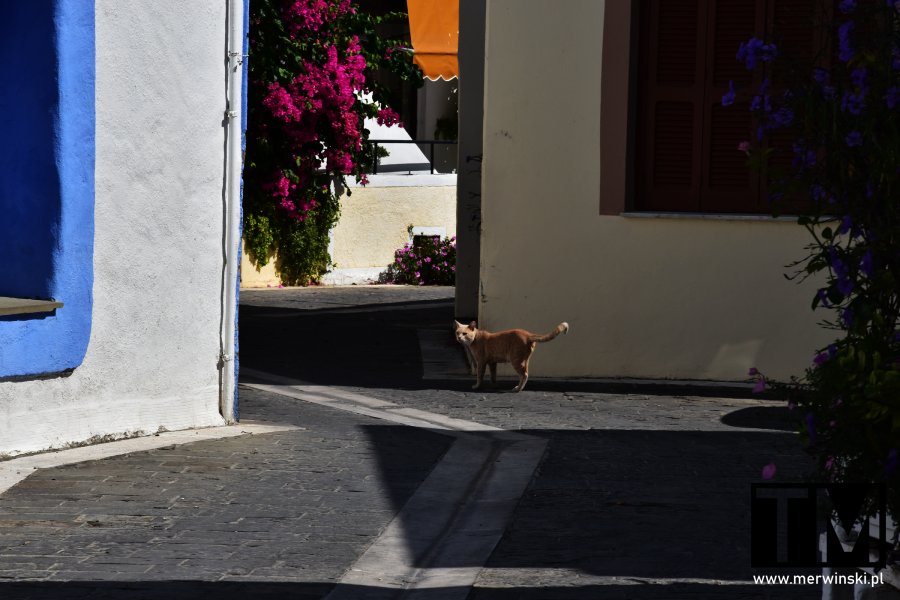 Kot w zaułku miasteczka Theologos na Rodos (Grecja)