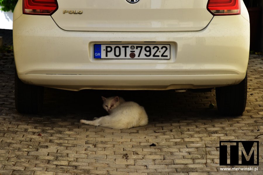 Kot pod samochodem w Theologos Rodos
