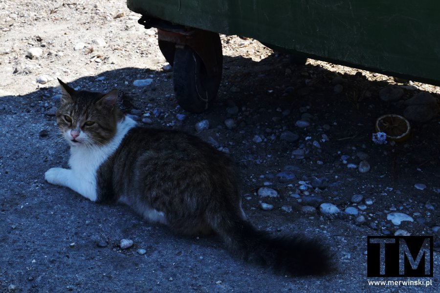 Kot pod śmietnikiem w Theologos (Rodos, Grecja)