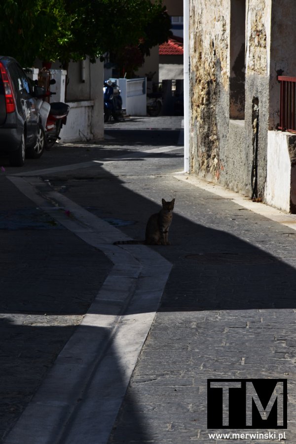 Kot na uliczce Theologos na greckiej wyspie Rodos