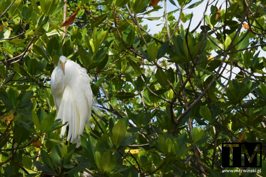 Czapla na drzewie w Parku Narodowym Los Haitises na Dominikanie
