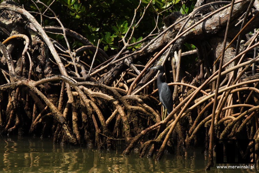 Czapla pośród lasu mangrowego w Los Haitises