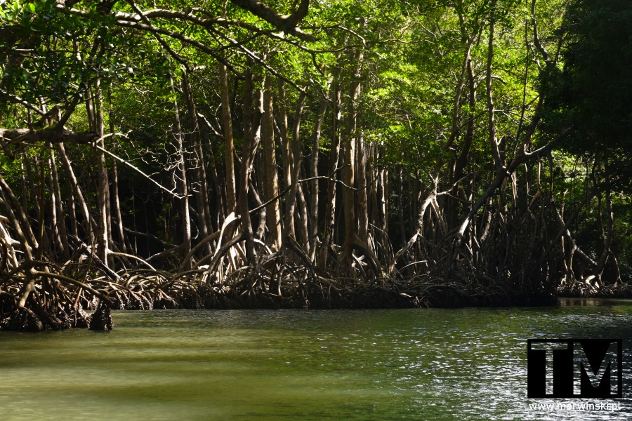 Las namorzynowy w Los Haitises (Dominikana)