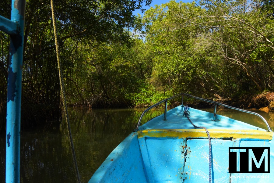 Największe lasy mangrowe na Karaibach to Los Haitises