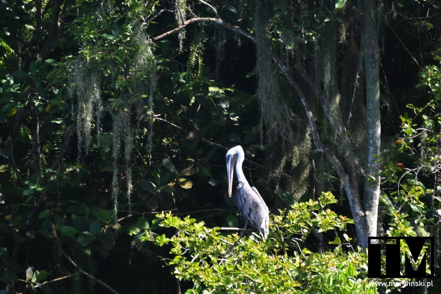 Pelikan na drzewie w Los Haitises