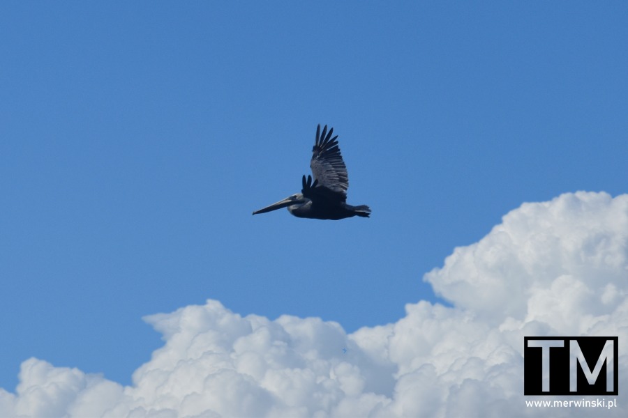 Lecący pelikan nad Los Haitises na Dominikanie