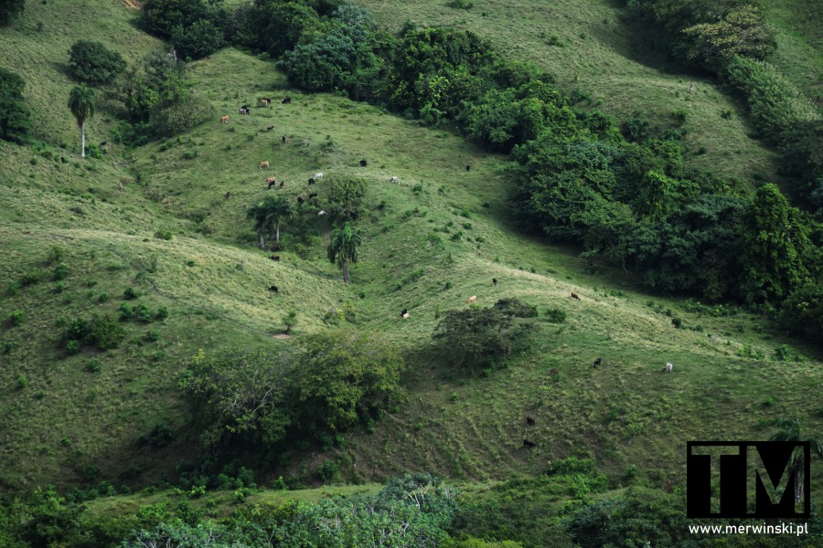 Pastwisko krów na Dominikanie w pobliżu Montaña Redonda
