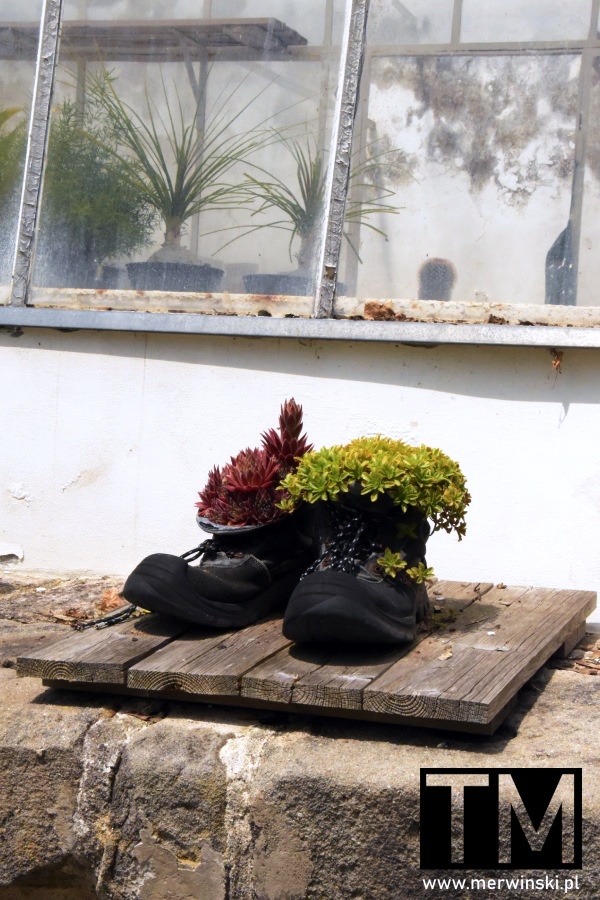 Kwiaty w butach w klasztorze w Broumov