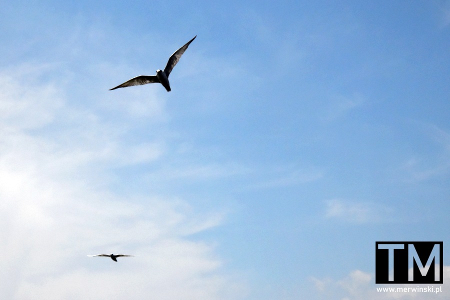 Ptaki latające nad rzeką Madu, podczas rejsu