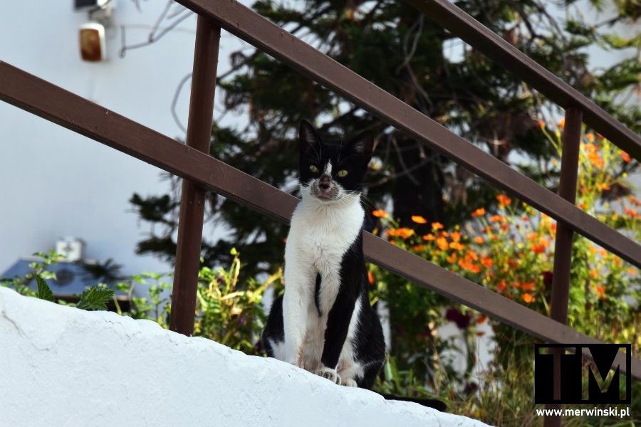 Kot w Archangelos na Rodos (Grecja)