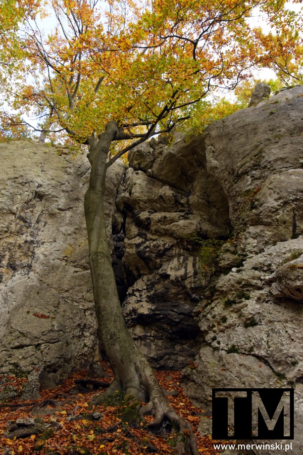 Rezerwat Sokole Góry - drzewo i formacja skalna