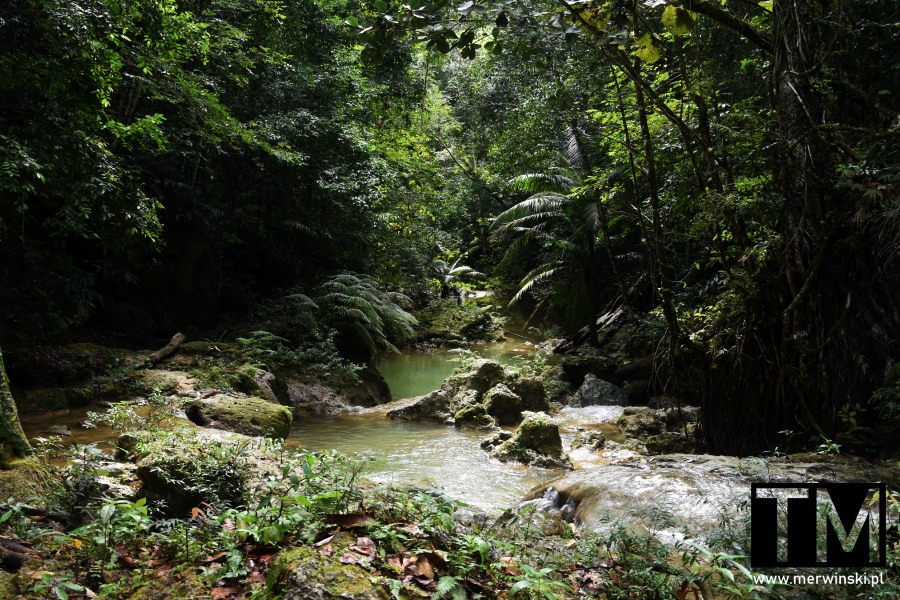 Las tropikalny w Dominikanie (okolice wodospadu Salto de Socoa)