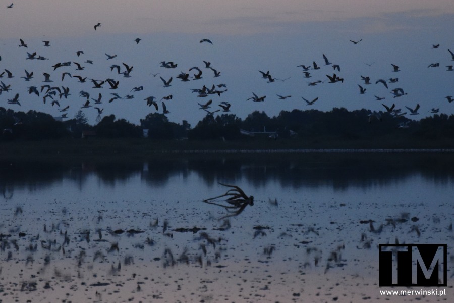 Stada ptaków lecące nad słonym jeziorem Tigaki (Alikes) na Kos