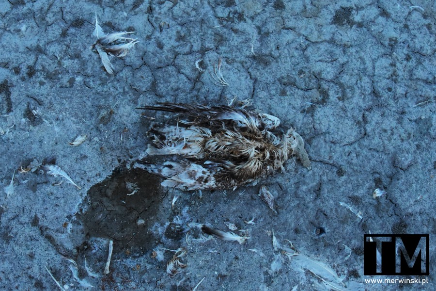Martwy ptak nad słonym jeziorem na Kos