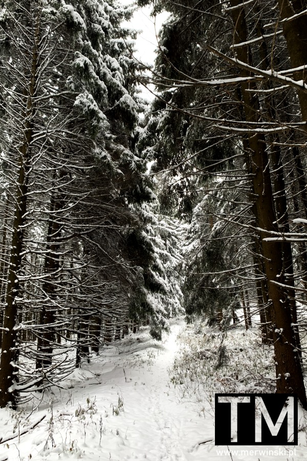 Szlak w Górach Złotych pokryty śniegiem
