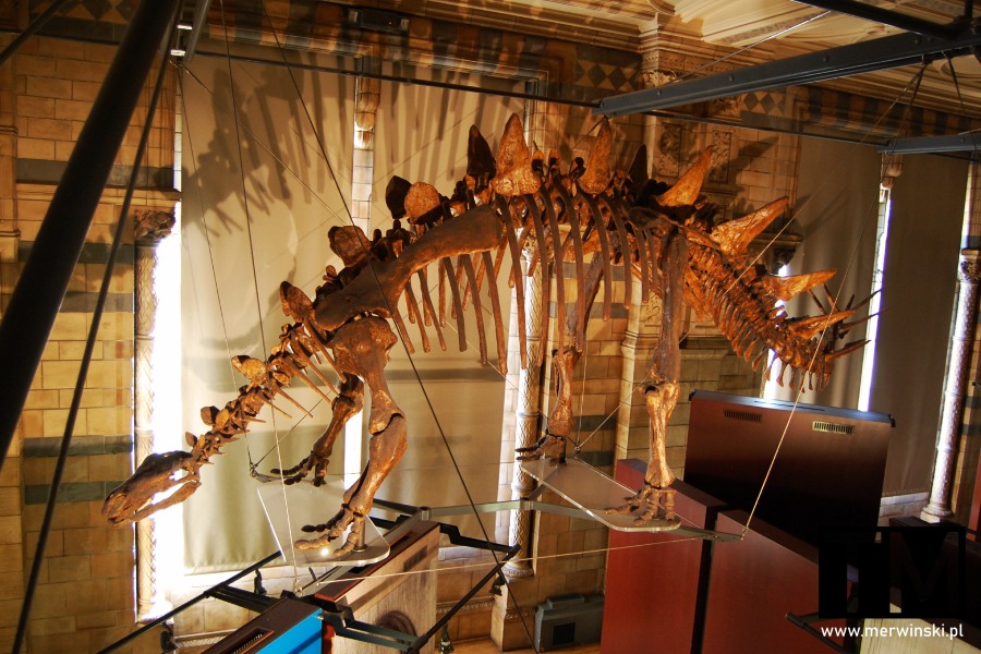 Szkielet dinozaura w Natural History Museum w Londynie