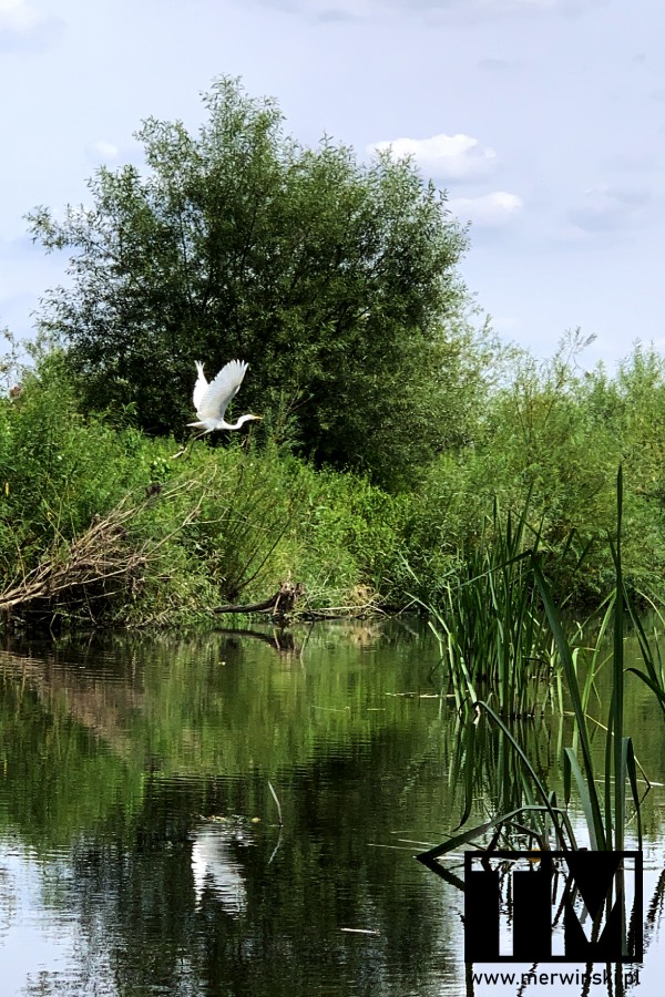 Spływ kajakowy Kwisą - biały żuraw nad rzeką