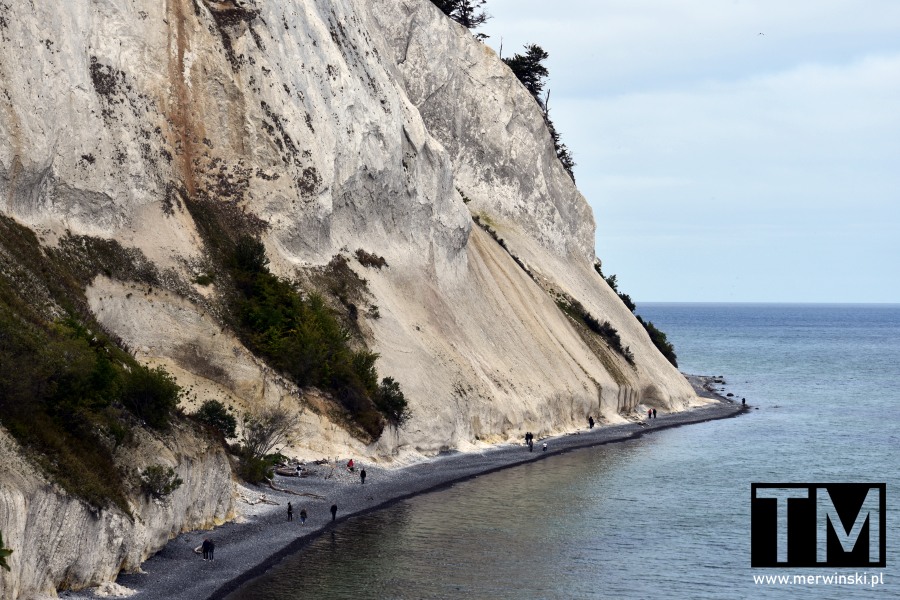 Møns Klint, czyli białe klify w Danii