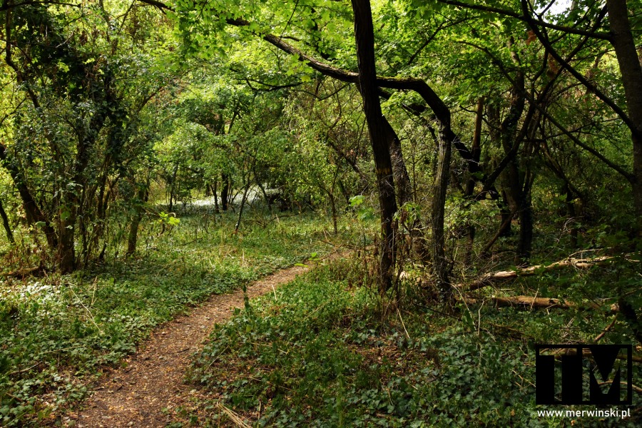 Ścieżka na zamek Falkenstein