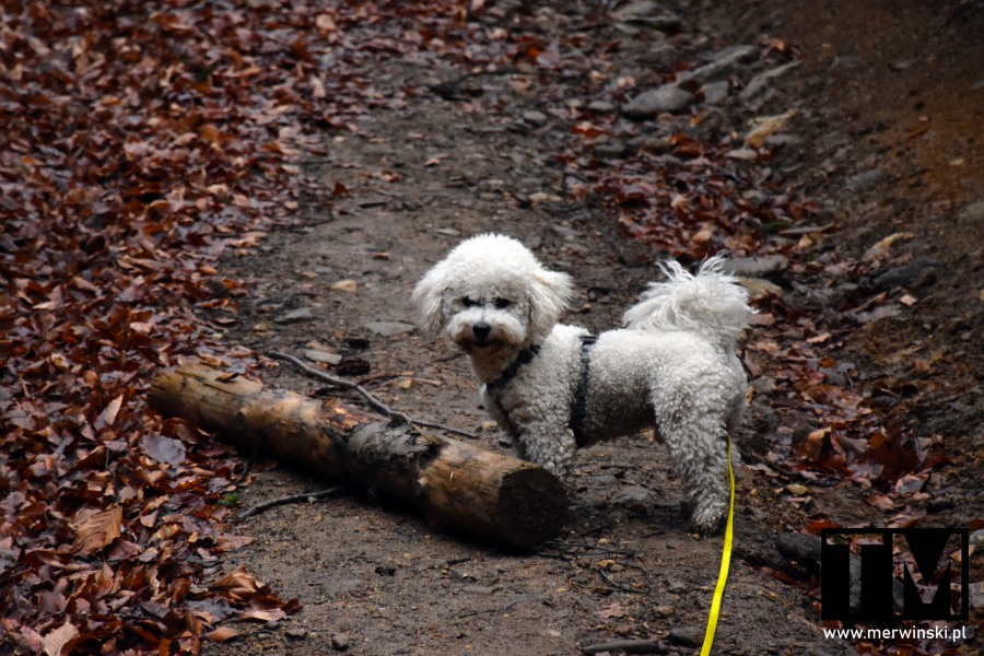 Pies Bichon Frise na spacerze zimą nad Jeziorem Bystrzyckim