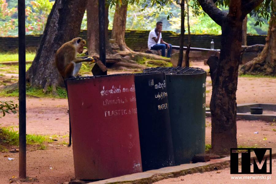 Makak Rozczochrany grzebie w śmieciach pod Lwią Skałą (Sigirija, Sri Lanka)