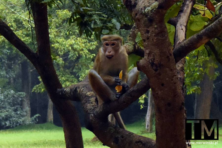 Makak Rozczochrany (Sigirija, Sri Lanka)