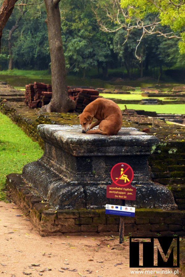 Pies na zabytku w Sigiriji (Sri Lanka)