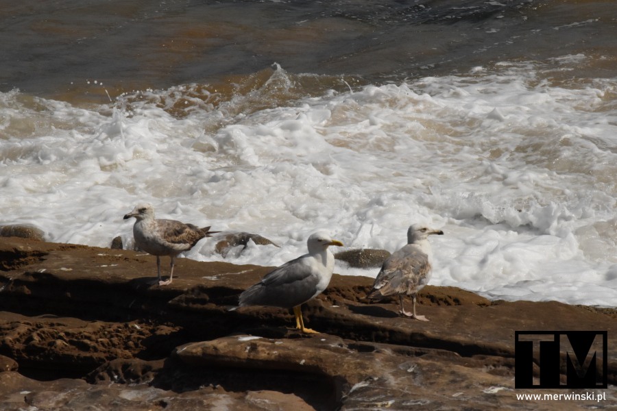 Mewy w okolicy Taghazout (Maroko)