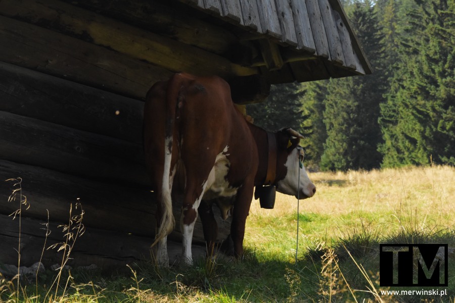 Krowa pod domkiem w Dolinie Chochołowskiej