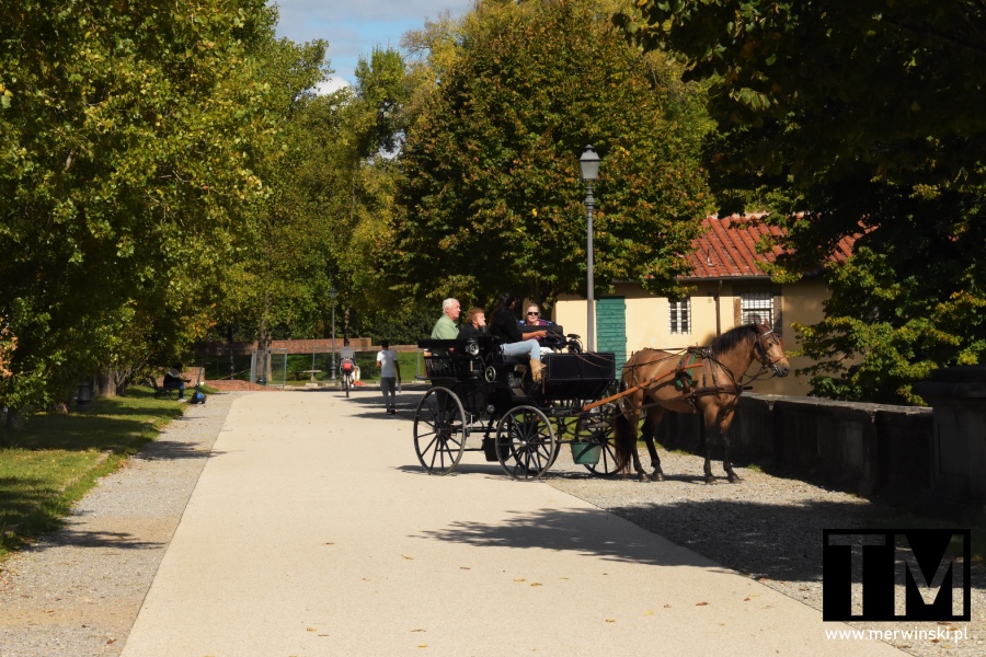 Dorożka na murach miejskich Lukki (zwiedzanie Toskanii)