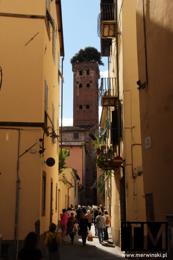 Torre Guinigi w Lukce